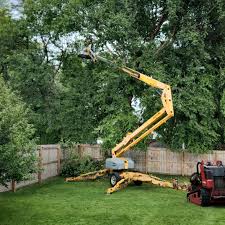 Reliable Cologne, MN Tree Services Solutions