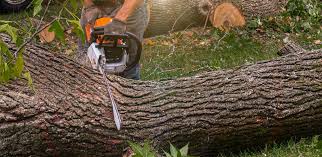 Landscape Design and Installation in Cologne, MN